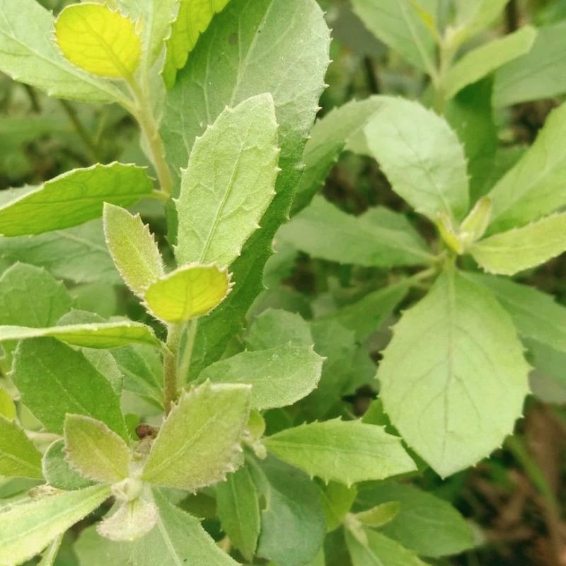 

DAUN BLUNTAS FRESG SEGAR 250 GRAM