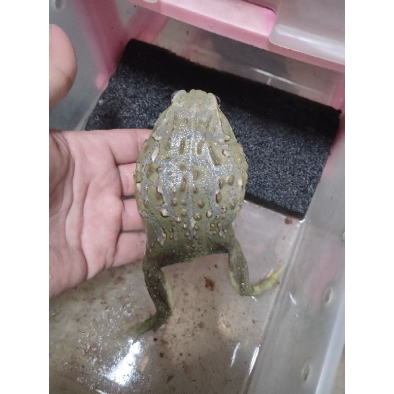 kodok pixie african bullfrog no pacman