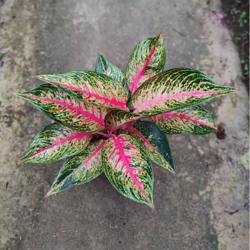 Aglonema Hot lady Tanaman Hias Bunga Aglaonema Murah Merah BUKAN bonggol bibit - tanaman hias hidup 