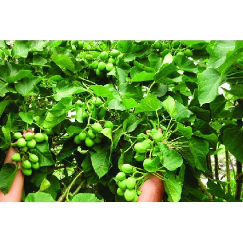 

Daun Jarak pagar segar fresh obat rematik,merawat luka, penyakit kulit kadas kurap,mengatasi rambut rontok dll⭐⭐⭐⭐⭐