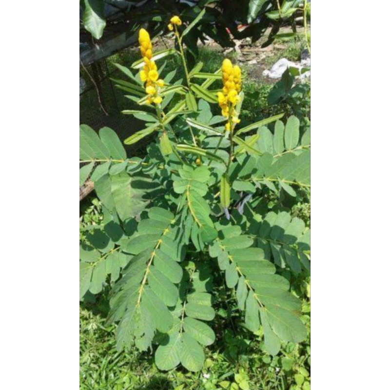 

Daun Ketepeng/Gelenggeng/Daun Kupang/Ketepeng Cina 100gr