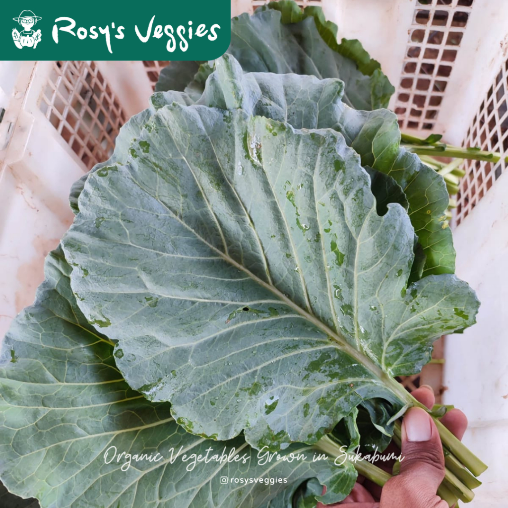 

Kale Collard Greens Organik / Kale Korea | 150 gr