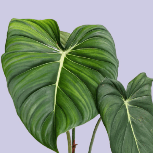 Tanaman Hias Philodendron MC Dowell / Philodendron Mcdowell