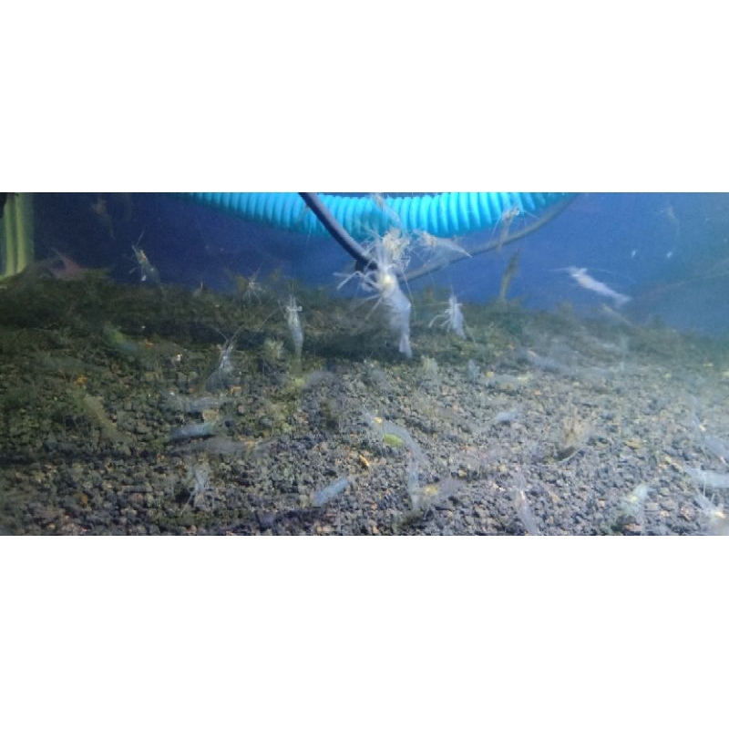 UDANG TAWAR PAKAN IKAN HIAS