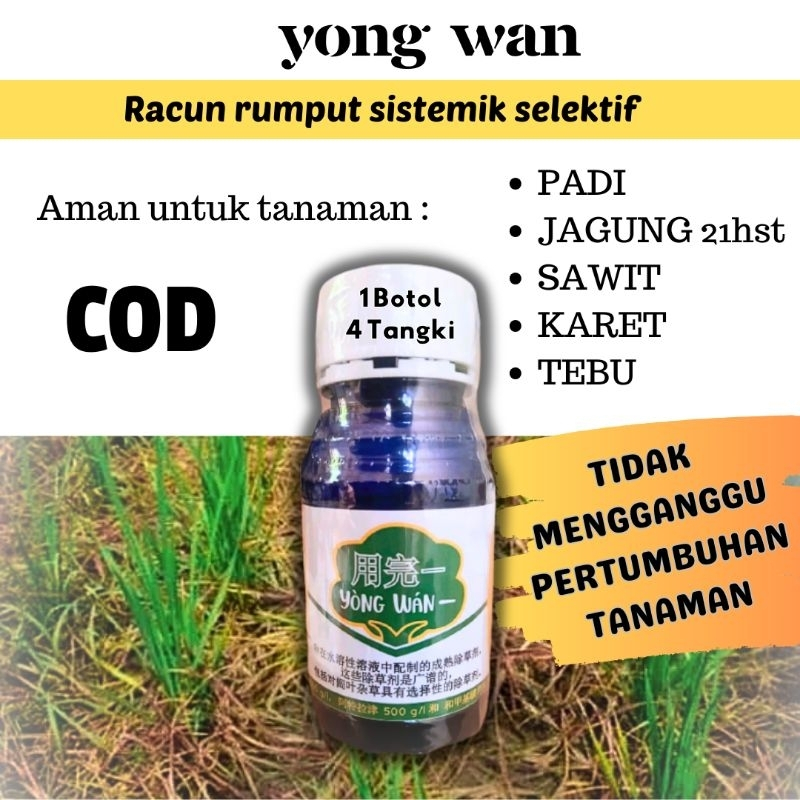 YONGWAN / YONG WAN HERBISIDA RACUN RUMPUT GULMA AMAN PADA TANAMAN PADI KARET SAWIT JAGUNG TEBU DLL