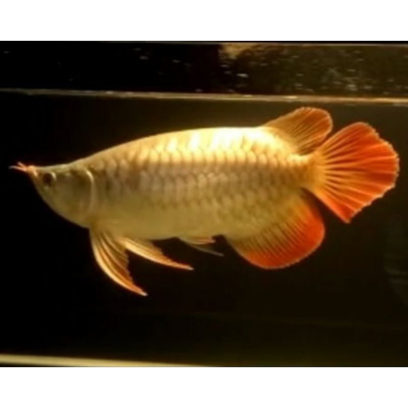 Arwana Super Red SB Apel Body/Short Body Apel King  100% Kontes