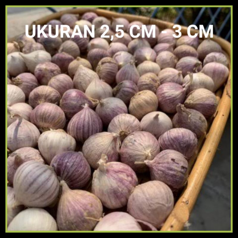 

Bawang Putih Tunggal 1 Kg JUMBO - Bawang Lanang - Bawang Putih Lanang