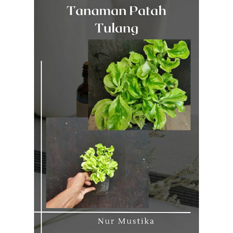 Tanaman Patah Tulang Merino / Keriting
