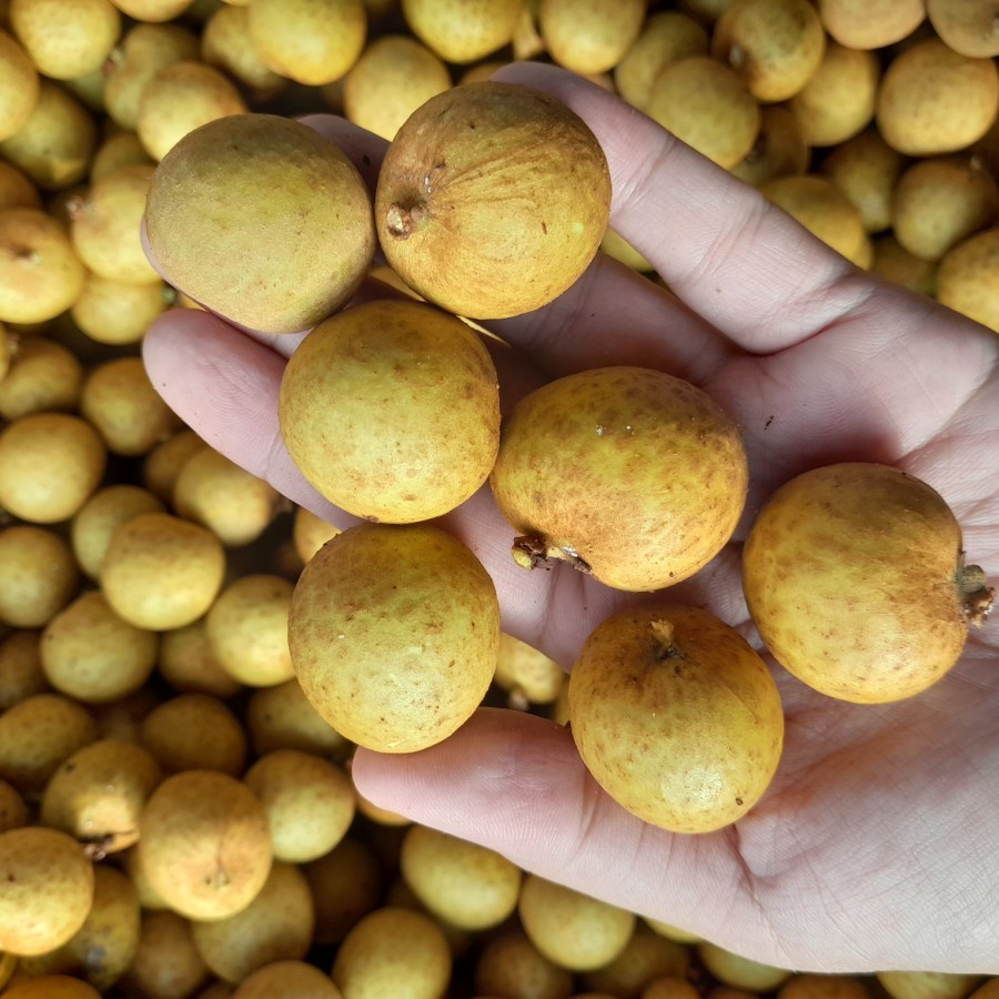 

Lengkeng Bangkok Super 1 Kranjang