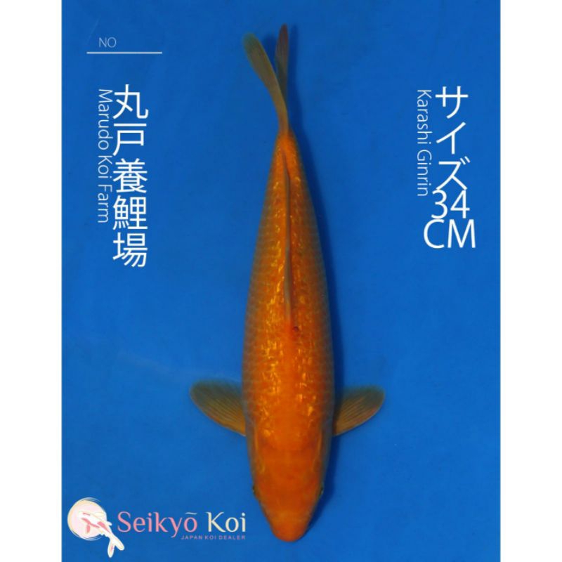 IKAN KOI IMPORT KARASHI GINRIN MARUDO FARM