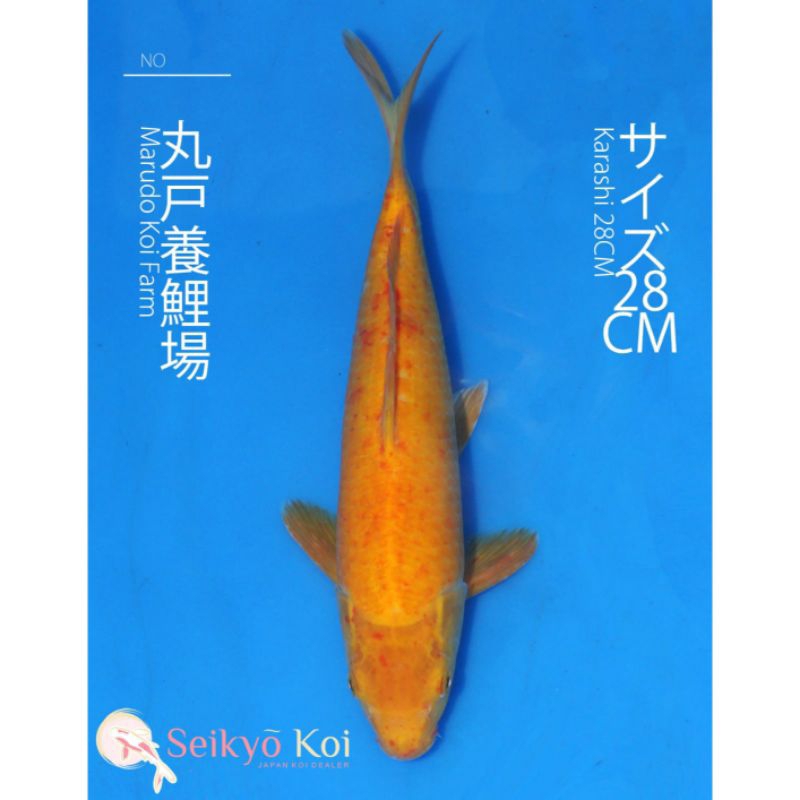 IKAN KOI IMPORT KARASHI MARUDO FARM