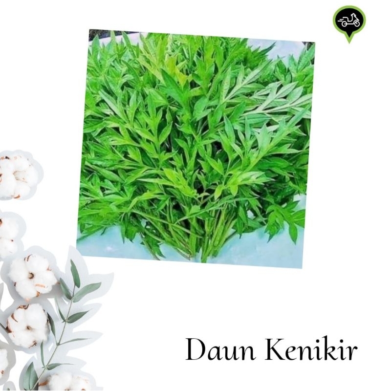 

Kenikir sayur