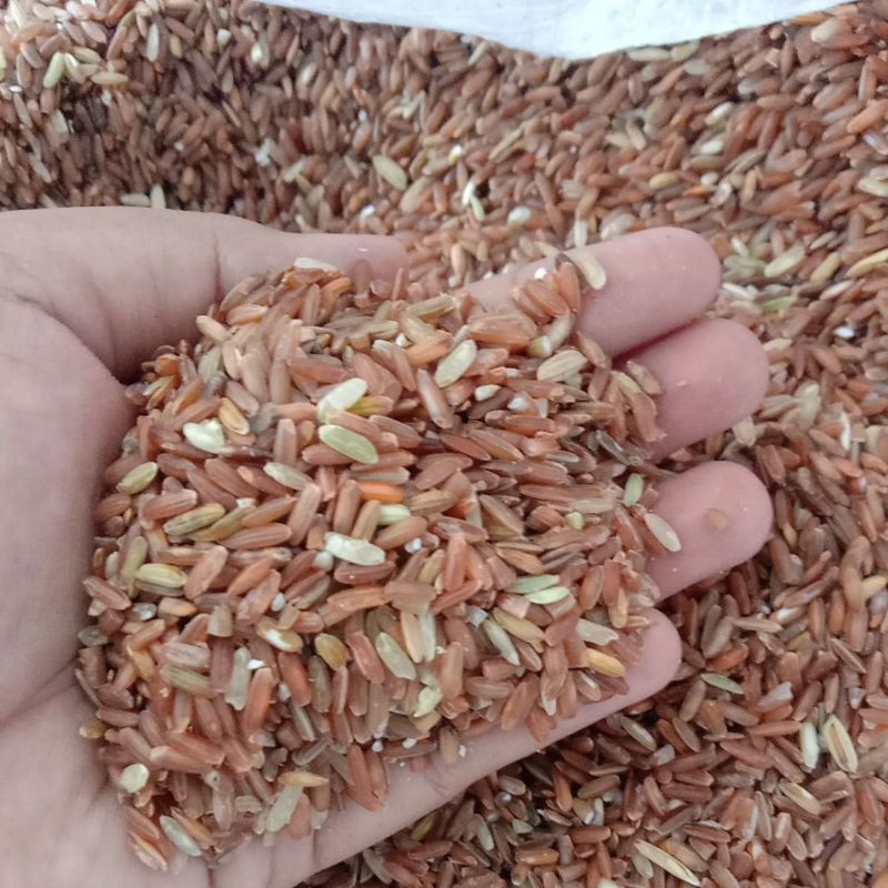 BERAS MERAH PAKAN AYAM BANGKOK, BURUNG DLL