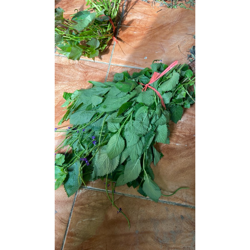 

Daun jarong daun pecut kuda segar 1 kg petik langsung-az
