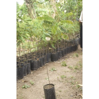 BIBIT BLIMBING WULUH/BIBIT BLIMBING WULUH/BIBIT BUAH BELIMBING/BIBIT BUAH BLIMBING WULUH BERKUALITAS