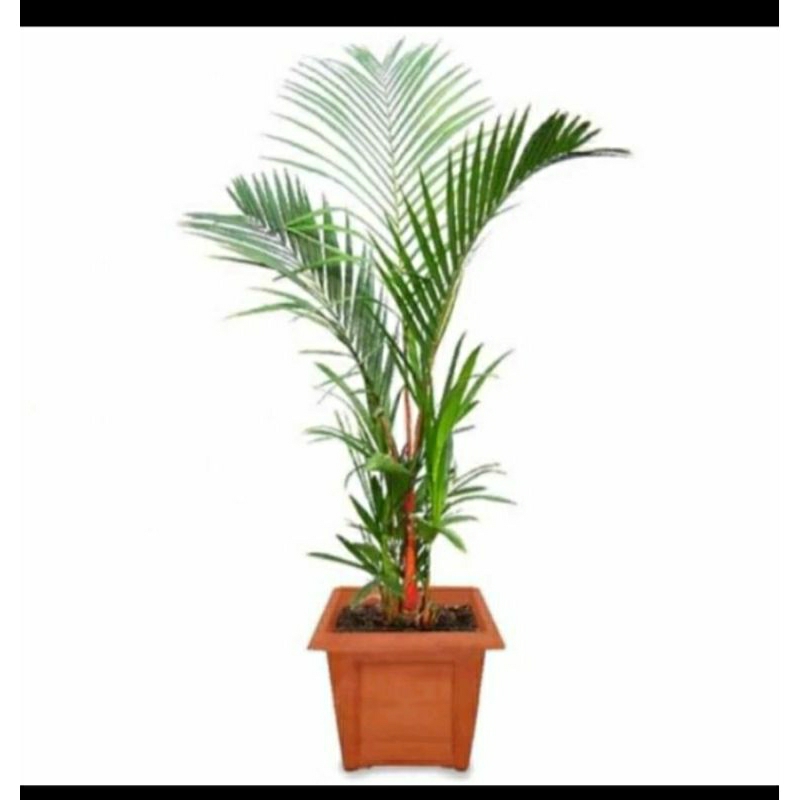 TANAMAN HIAS PALEM MERAH 80CM - PALM MERAH - TANAMAN PALEM HIDUP