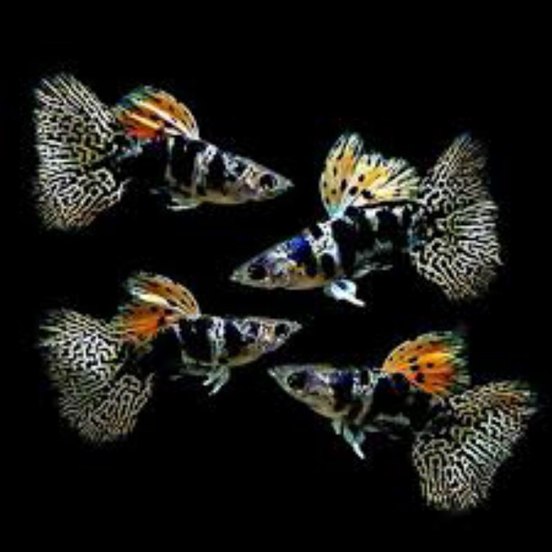 Packing Styrofoam Guppy Yellow Tiger King Cobra