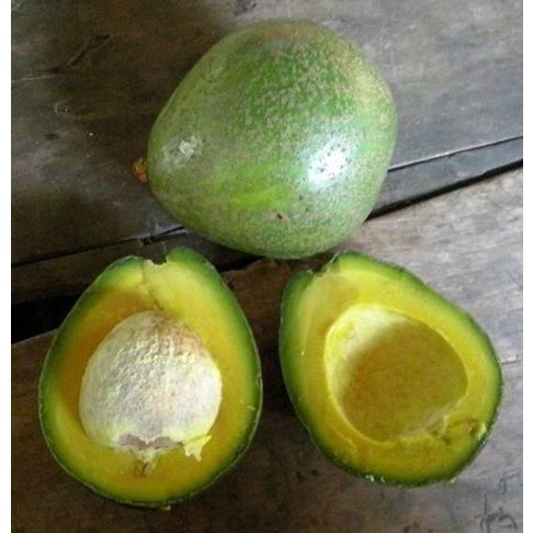 BARU BIBIT ALPUKAT/BIBIT BUAH ALPUKAT/BIBIT BUAH ALPUKAT BERKUALITAS