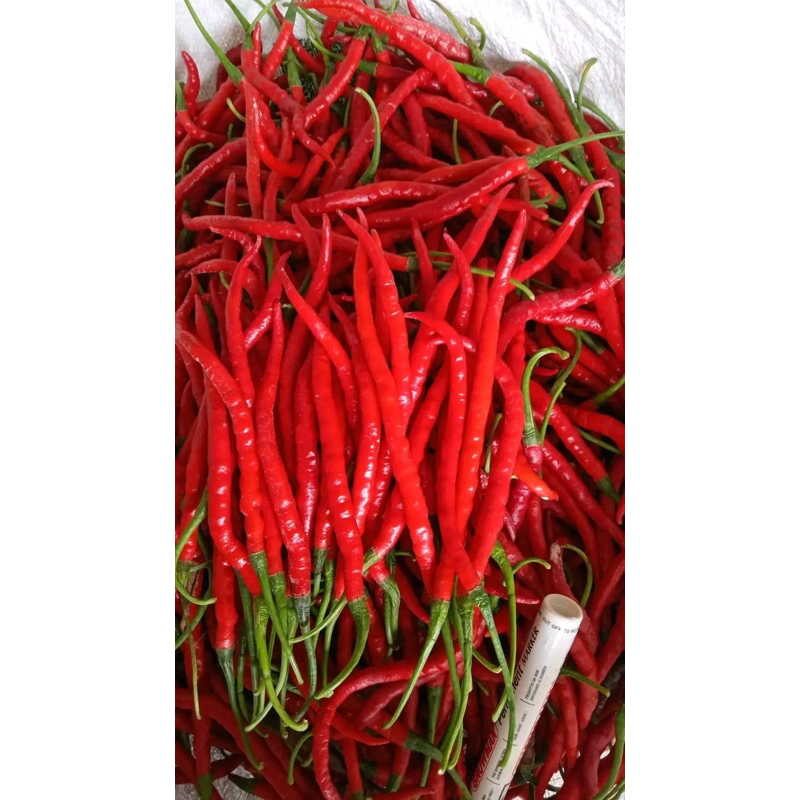 

cabai keriting merah