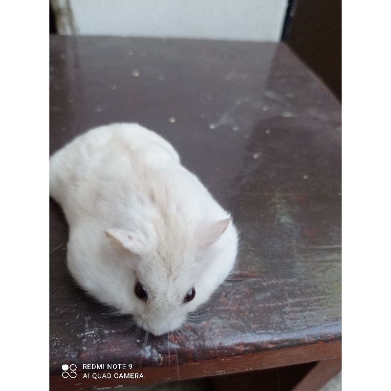 Hamster Winter White Remaja jinak kirim INSTAN