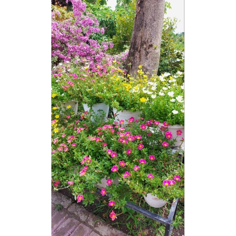 Paket bunga krokot jenis rio 6 warna mix 1kg