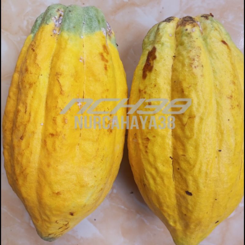 

Buah coklat | Buah coklat matang baru petik | Buah Kakao Matang