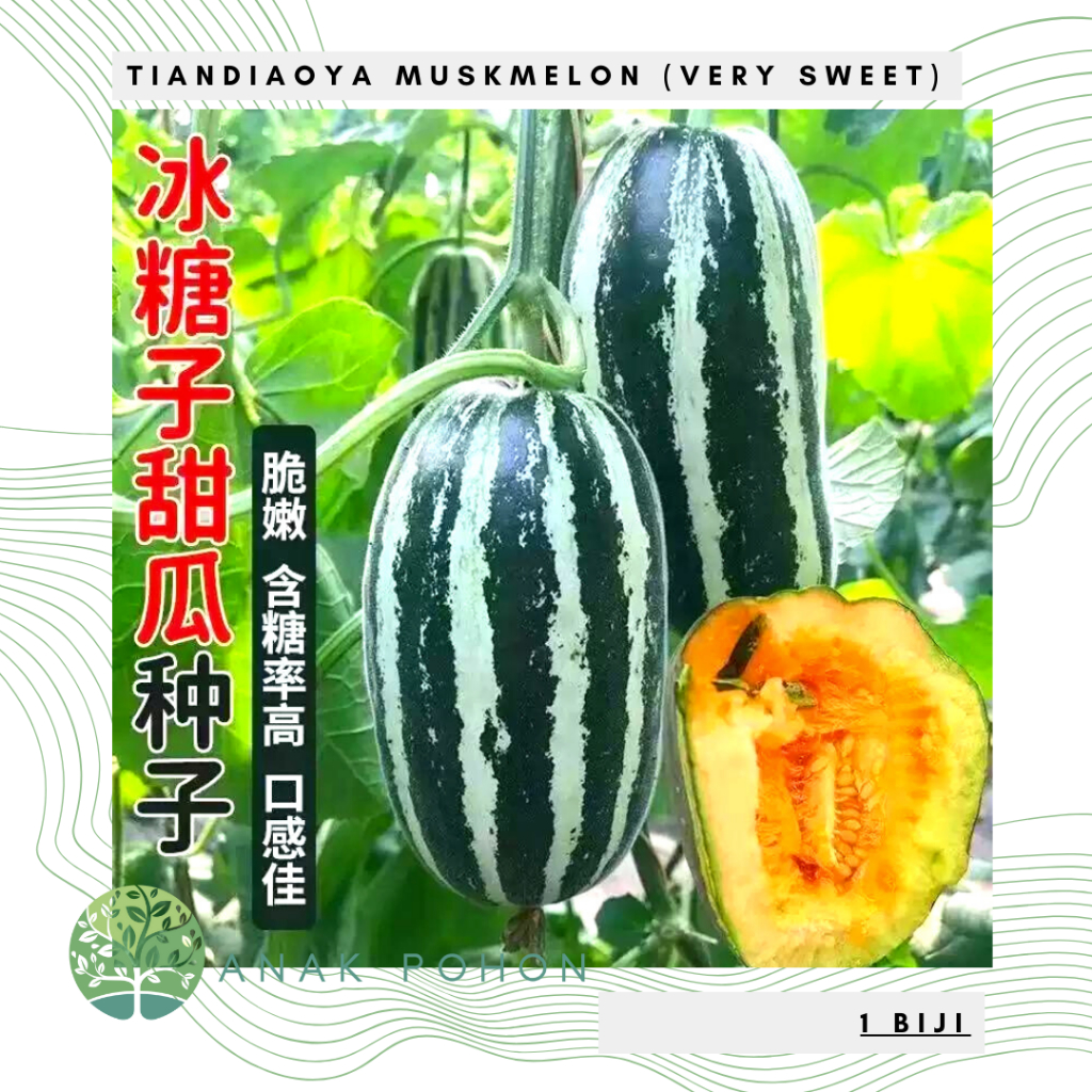 Benih Bibit Biji - Tiandiaoya Musk Melon (Very Sweet) Seeds - IMPORT