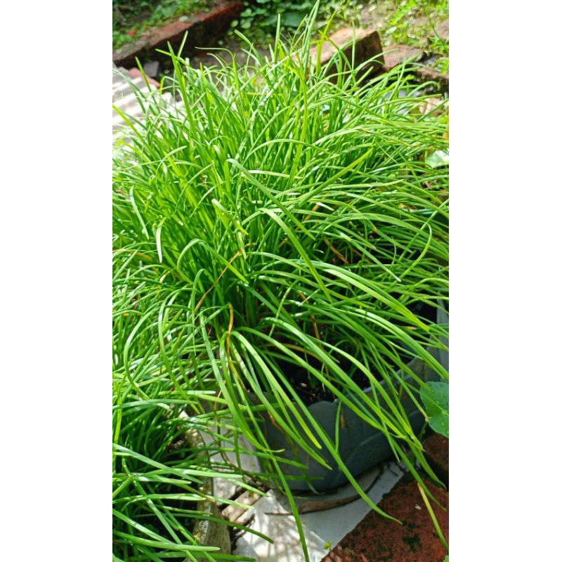 

[TERLARIS] DAUN KUCAI FRESH /IKAT *Minim 5 Ikat