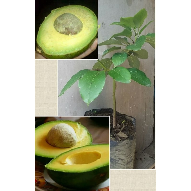 bibit alpukat Miki 1 meter alpukat terlaris tanpa ulat