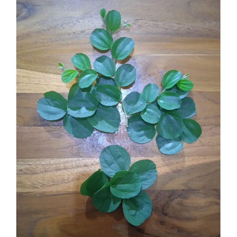 

Daun Bidara Segar 1 Paket 15 Gram (sekitar 50 Lembar Daun)