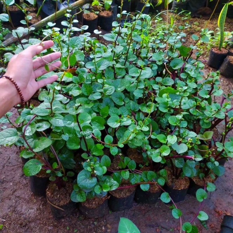 [ MURAH ] Tanaman binahong merah - binahong merah