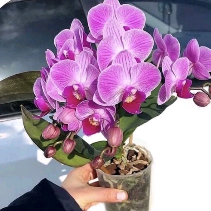 Anggrek Dendrobium - Bunga Hias Anggrek - Tanaman Hidup- Bunga Hidup