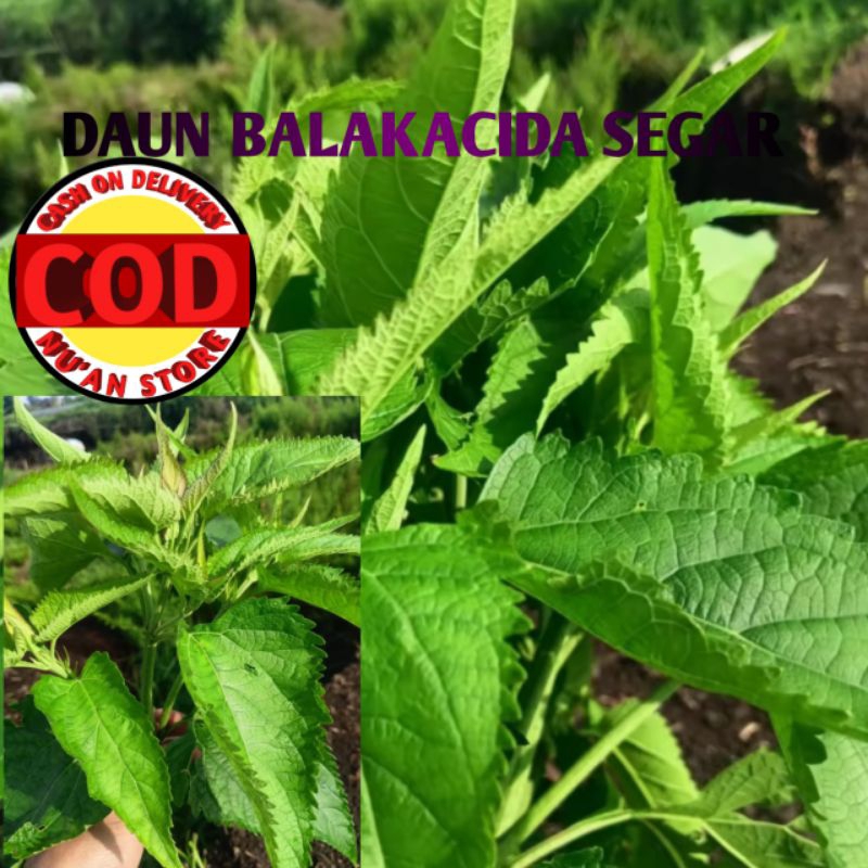 

DAUN BALAKACIDA SEGAR Kemasan 500grm