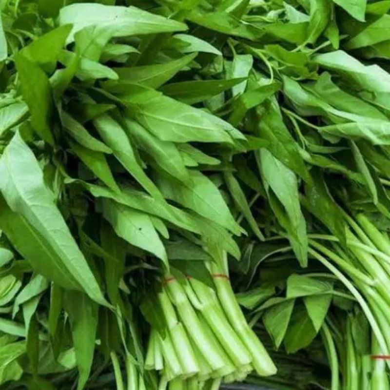 

kangkung segar