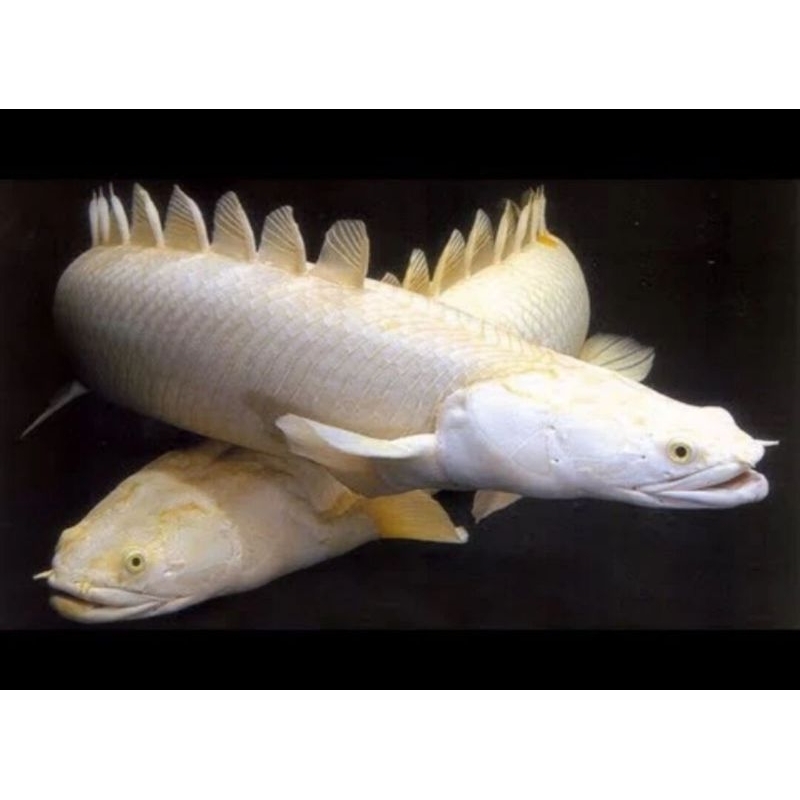 IKAN PALMAS ALBINO