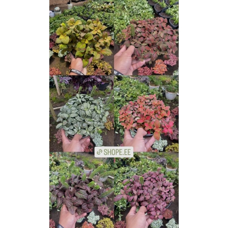 Paket 4 Pot Fitonia import bisa pilih warna