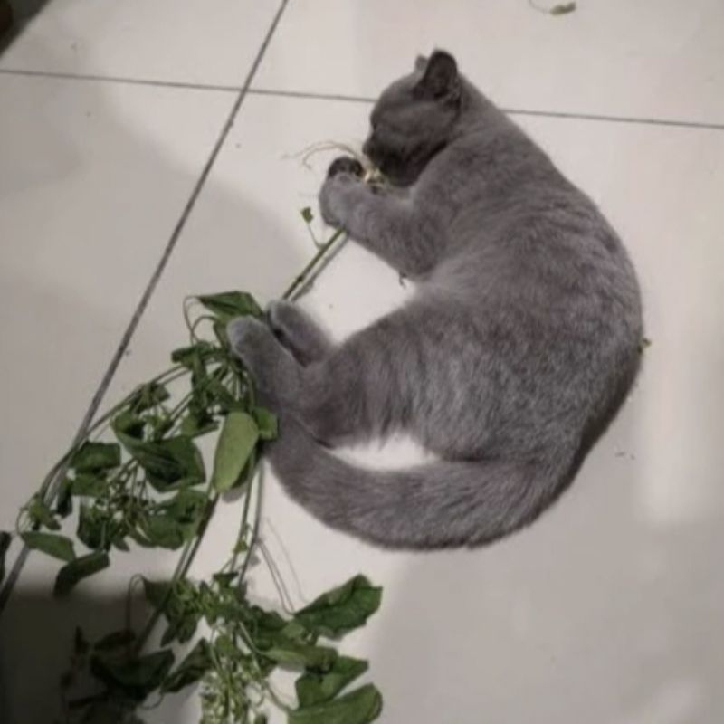 tanaman anting-antingan, kucing-kucingan