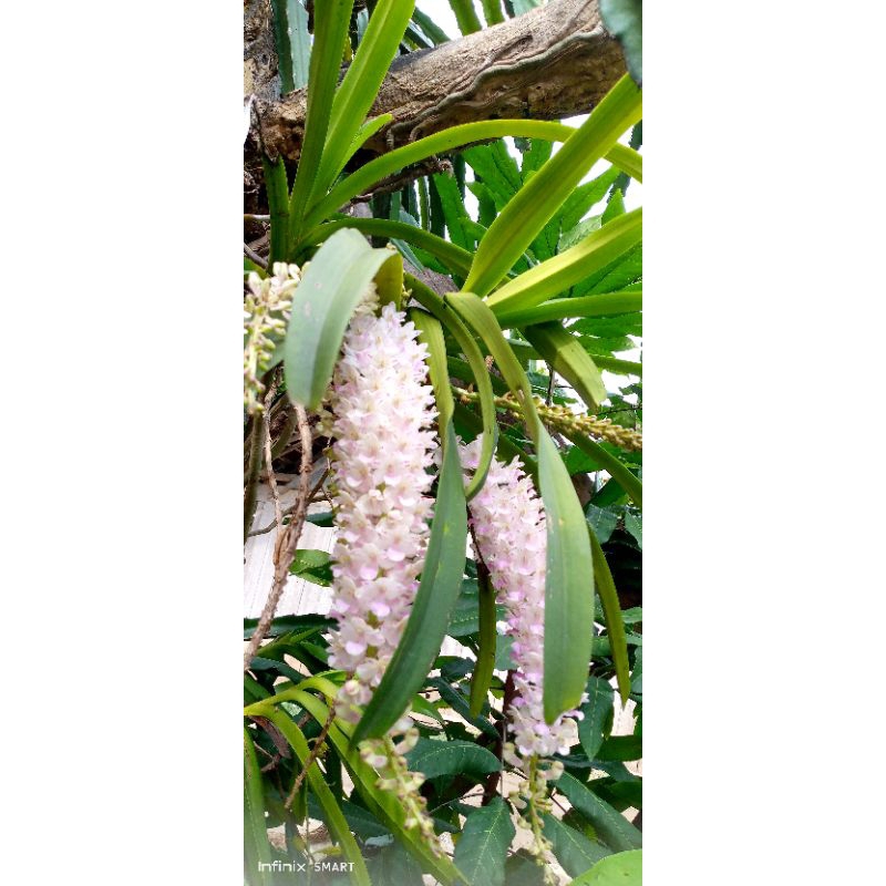 ANGGREK VANDA SIAP BERBUNGA