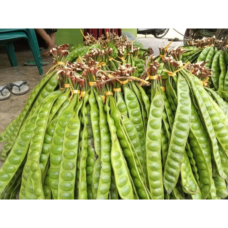 

pete petai 1 ikat/10 lonjor/10 papan