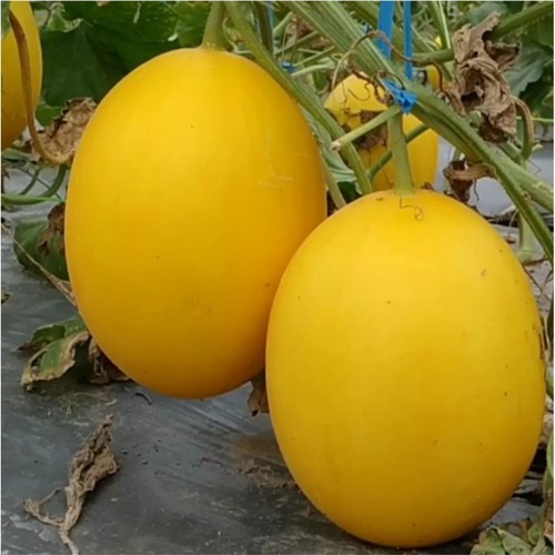 5 biji benih buah melon golden kinanti