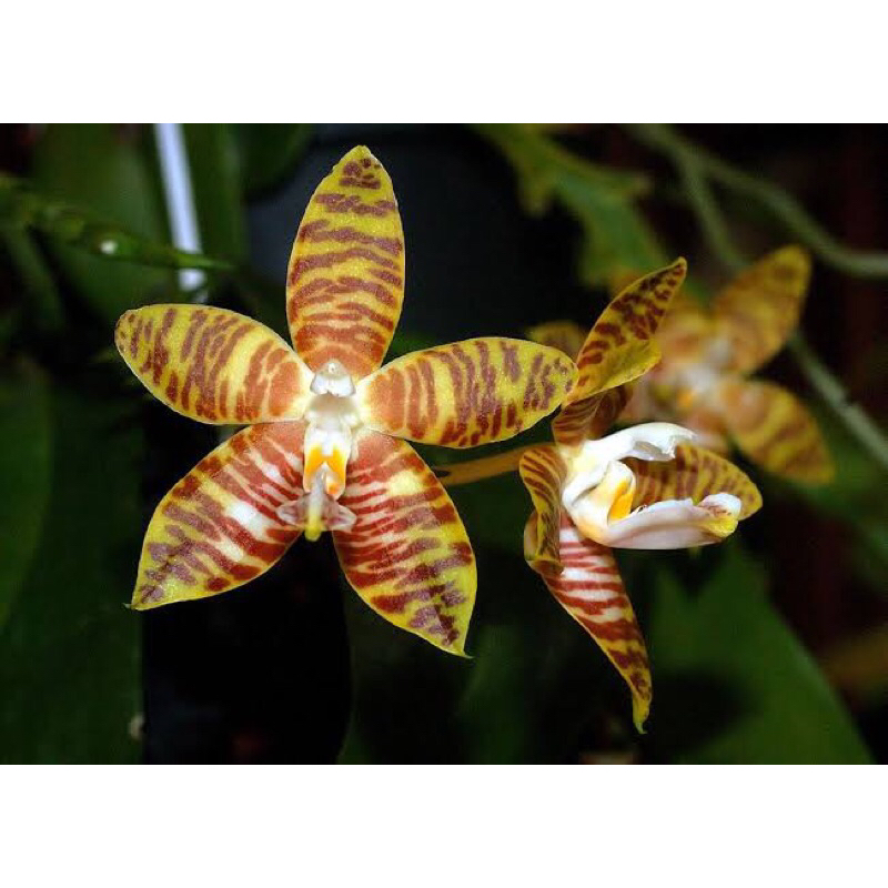 Anggrek Phalaenopsis Amboinensis Flavida