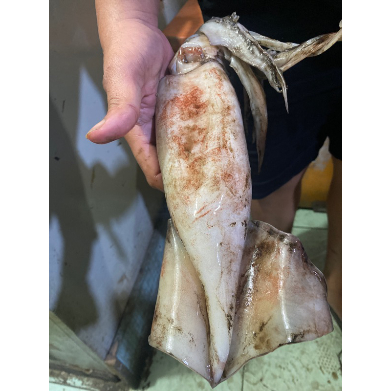 

Hanovershop Cumi Kondom Cumi Karang Segar