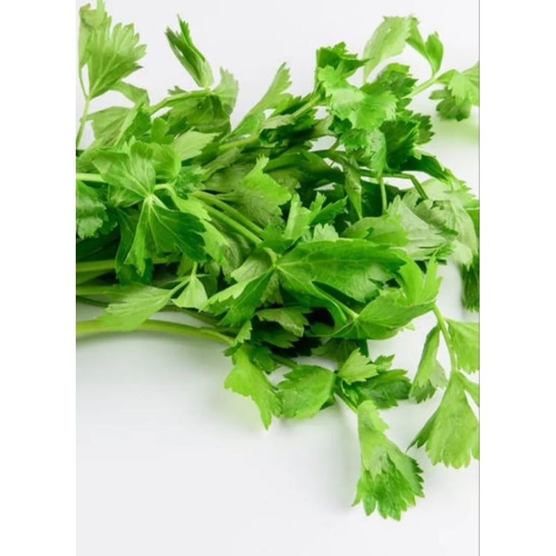 

daun seledri segar 100gr