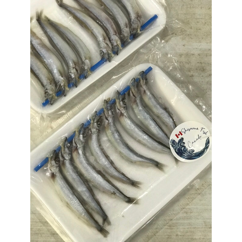 

ikan shisamo/cipung