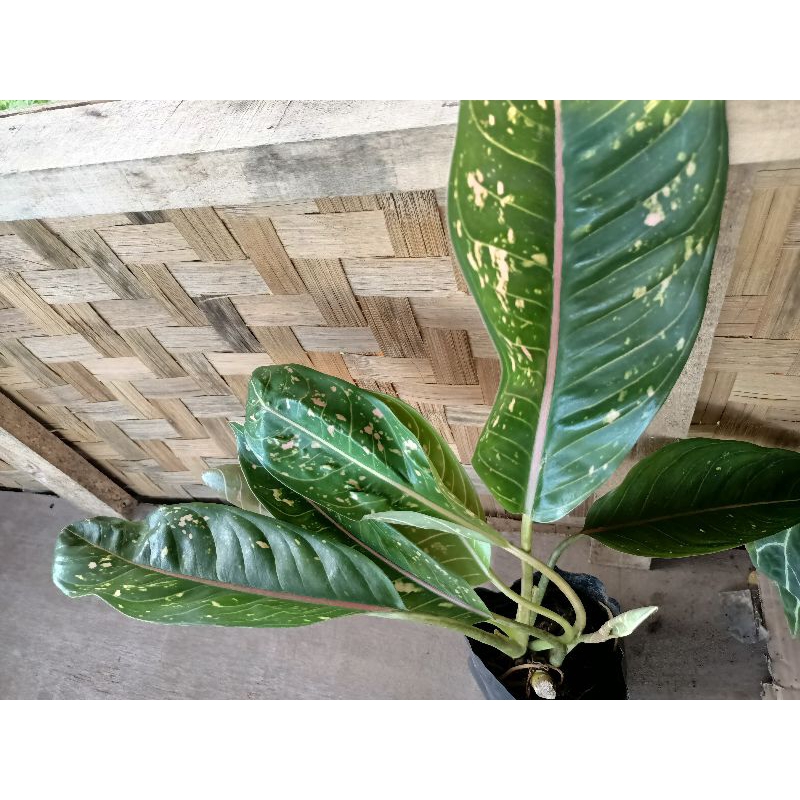 Aglonema Bigroy hijau