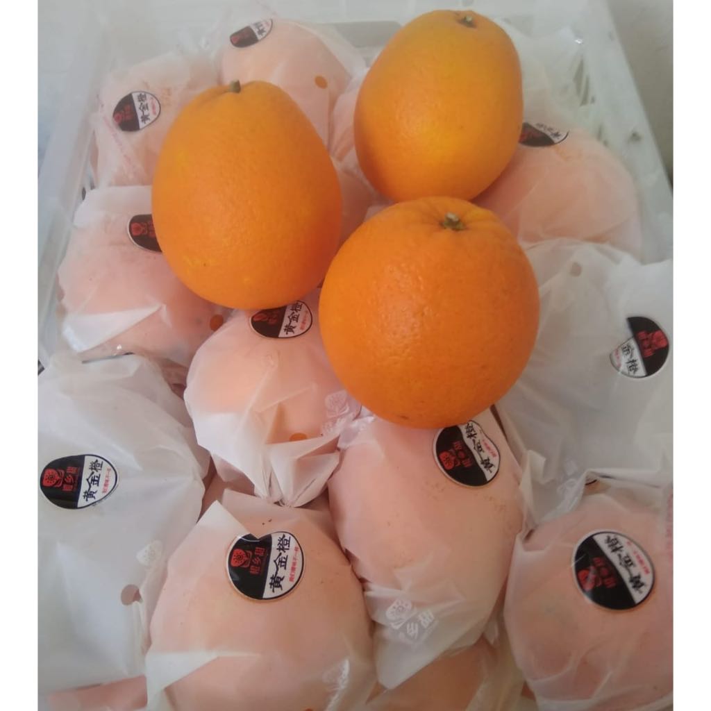 

JERUK SUNKIST NAVEL ORANGES FRESH IMPORT PER DUS