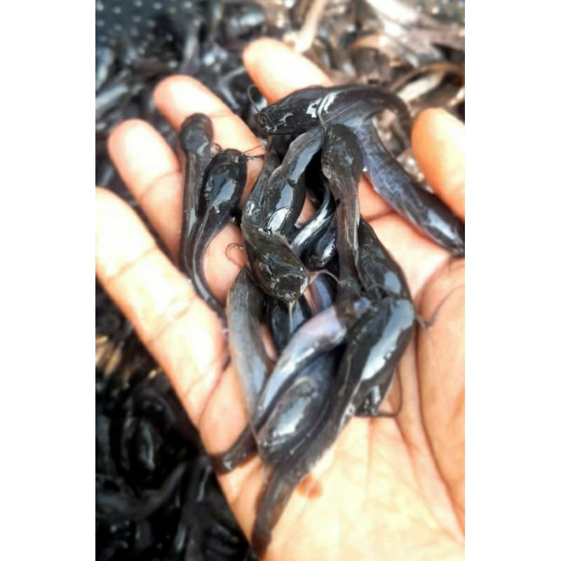 bibit ikan lele_ukuran 5-6cm