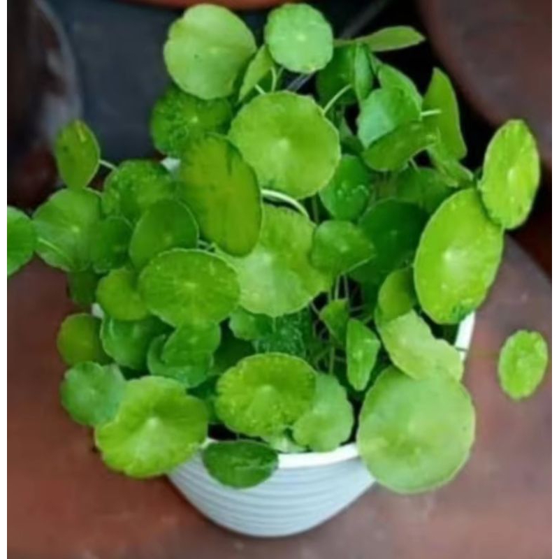 Tanaman Herbal Daun Penggagan