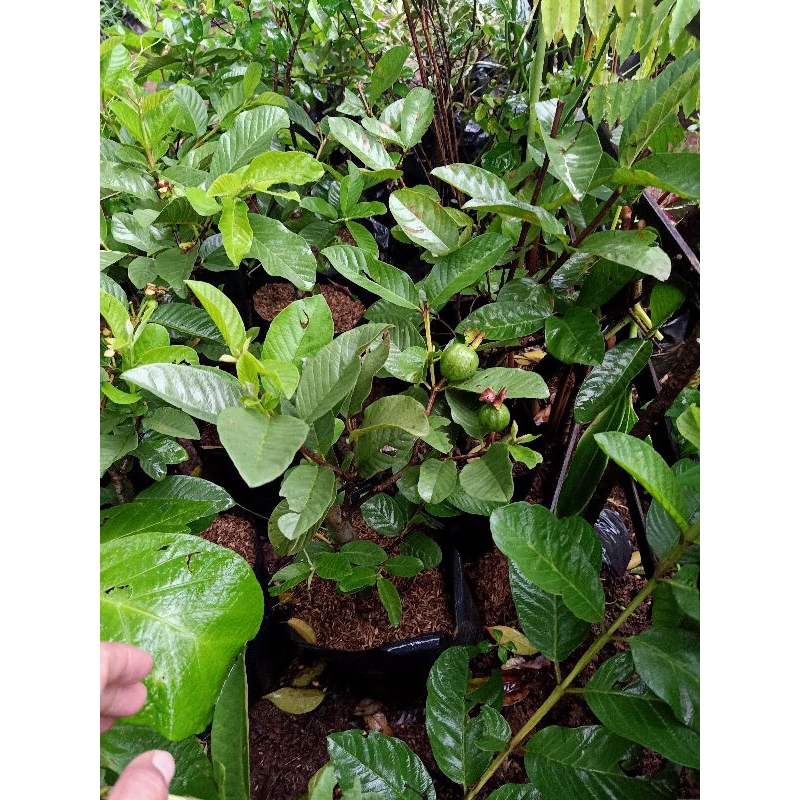 bibit pohon jambu kristal | sudah berbuah | cangkok