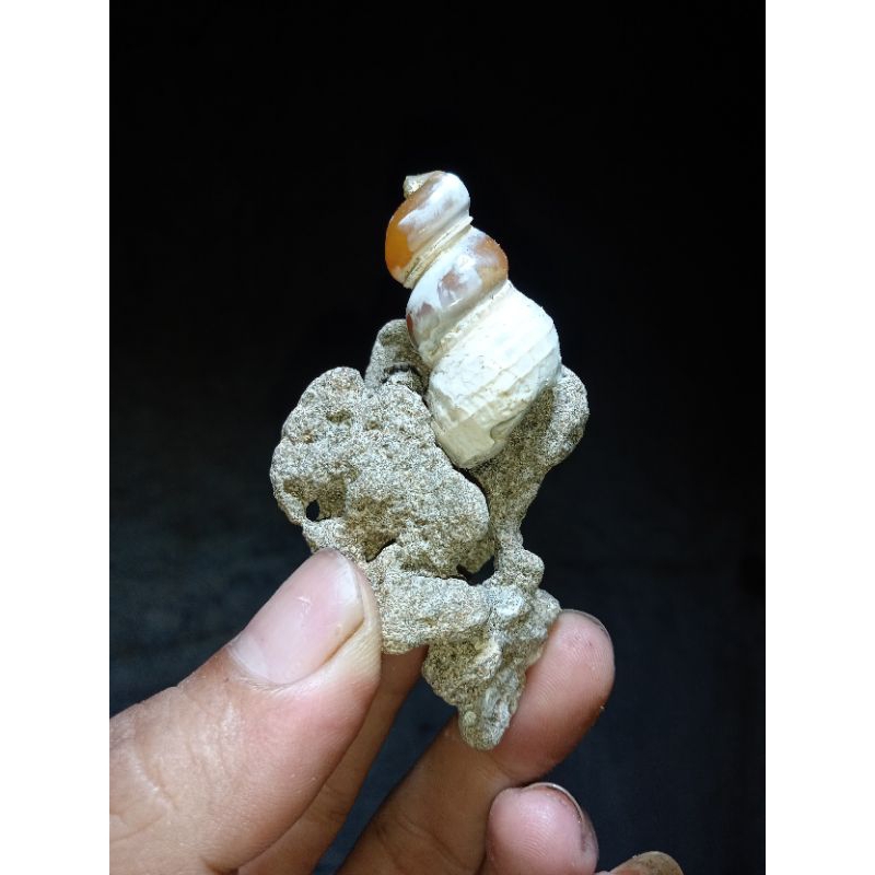 fosil keong kristal